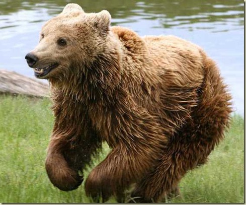 Urso Pardo