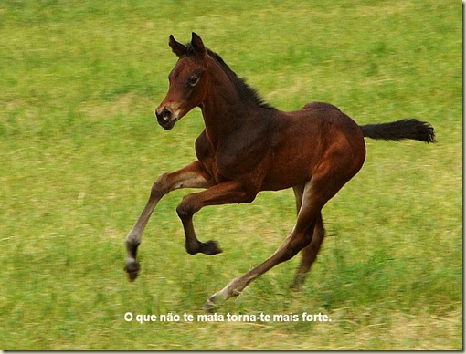Cavalos 08 Cavalos 08