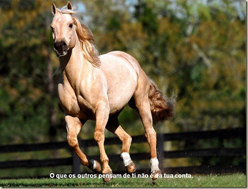 Cavalos 14 Cavalos 14