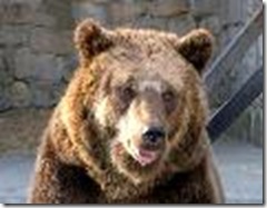 Urso de cara Urso de cara