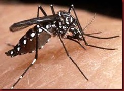Enem Aedes Aegypt