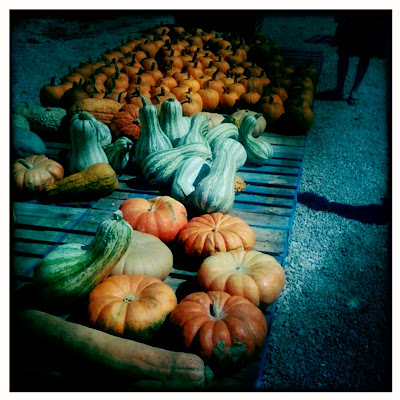 Pumpkin Variety