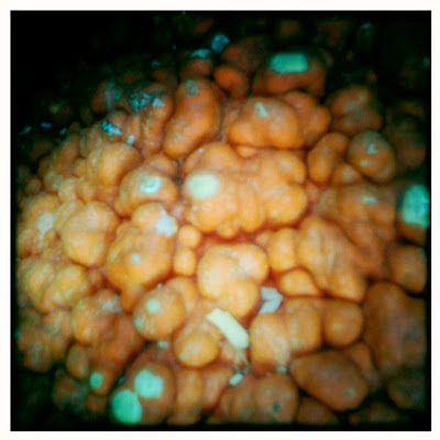 Warty Pumpkin