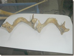 left male mandible with everted angle, heavier, more muscular markings, broader chin, opposite in right side mandible (female) 2