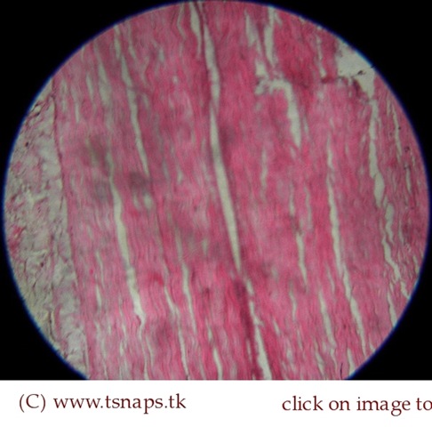click to enlarge – dense regular connective tissue histology slide – slide 