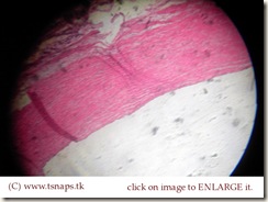 Elastic artery histology slide