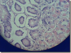 histology slide view (4)