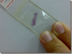 histology slide view (9)