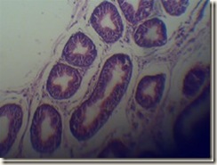 Stereo cilia under microscope_thumb