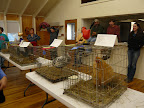 the cluckers 028.jpg