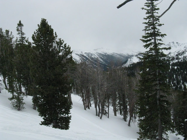 Dead and living whitebark pine trees, Henderson Mtn, Montana