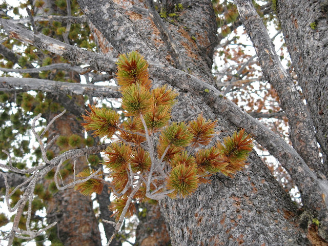Dying whitebark pine needles on tree killed by mountain pine beetles
