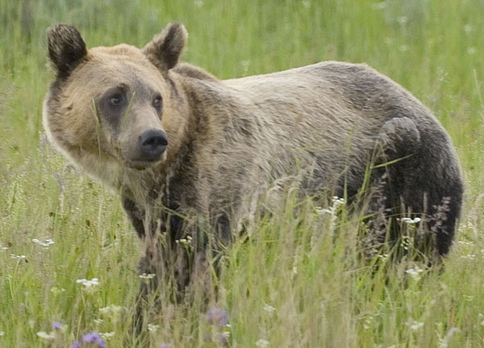 Grizzly bear (by xoque on Flickr)