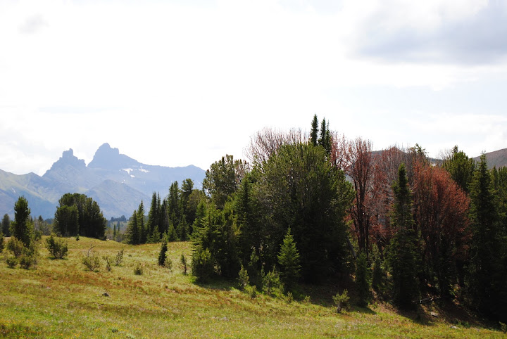 Whitebark pine trees in Fisher Creek drainage, Montana