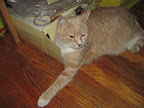 Tora