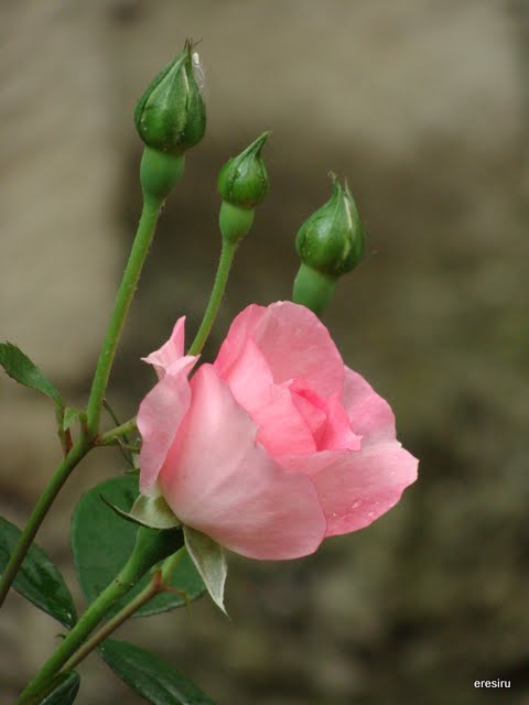 роза