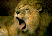 leone leone