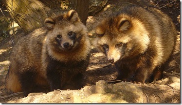 Tanuki01_960
