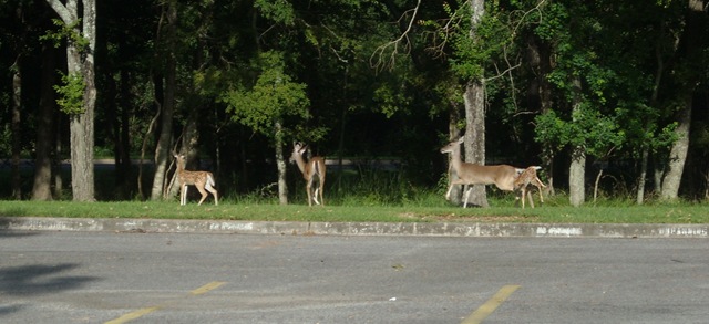 [Deer[5].jpg]