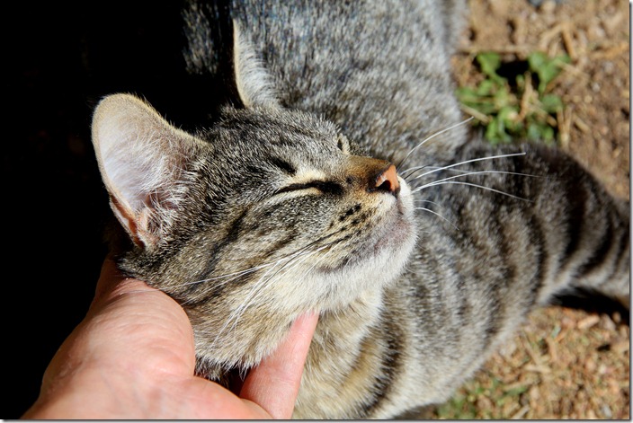 Wood n Kitty 010