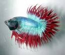 [ornamental_fish[3].jpg]