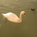 Mute Swan