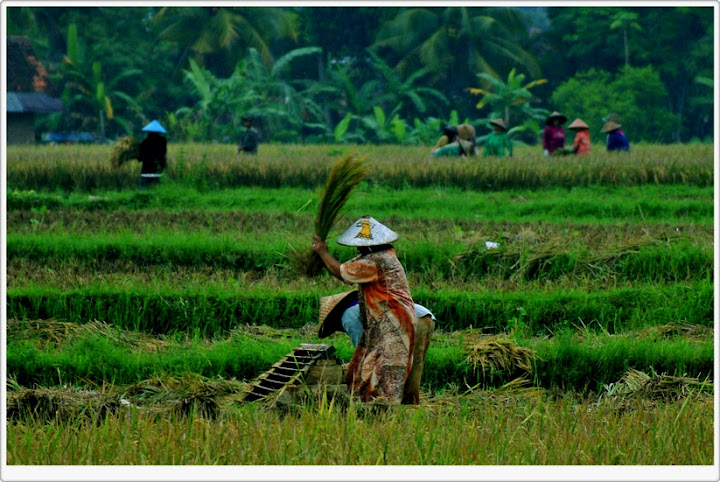 http://lh5.ggpht.com/_bY8lkq00egw/TCdaWcB8rKI/AAAAAAAADdI/nvmwxNZbR0k/s720/petani2.jpg