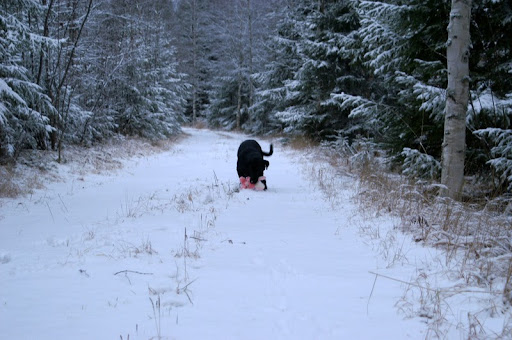 Labradorinnoutaja