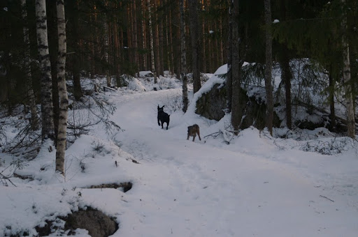 labradorinnoutaja ja borderterrier kisailee