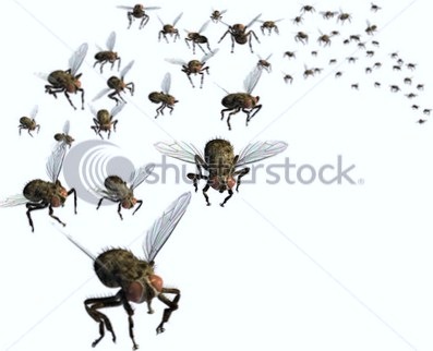 [stock-photo--d-render-of-a-swarm-of-flies-they-re-headed-your-way-12375310[7][2].jpg]