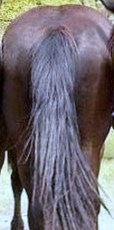 [horses-ass[2].jpg]