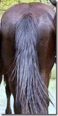 horses-ass