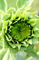 A sunflower about to bloom in the wildflower bed