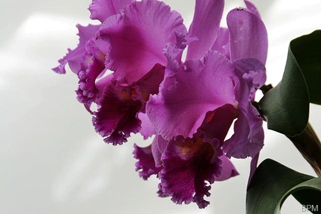 [orchid610.jpg]