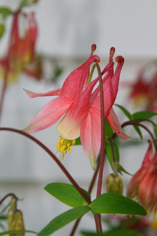 [gardenparty141.jpg]