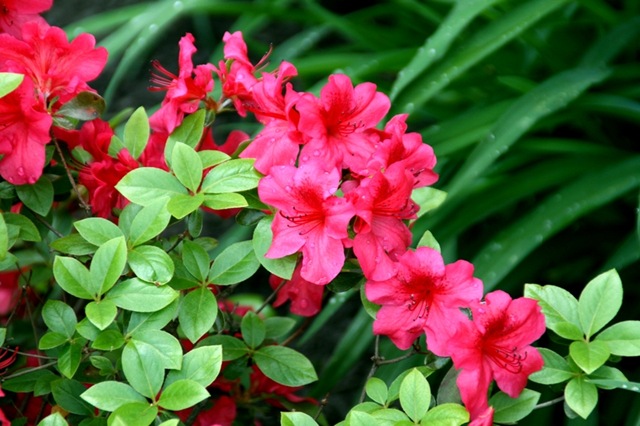 [azalea5[4].jpg]