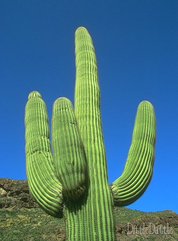 [cactus_big[2].jpg]