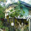 The tree in front is Guenpan.jpg