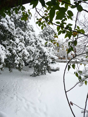 [Tree_limbs_front[7].jpg]