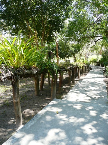 [Orchids_along_walkway[4].jpg]