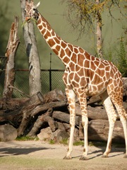 Giraffe_zoo