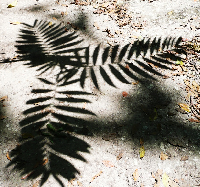 [PalmShadows[3].jpg]