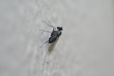 Fluga på väggen
