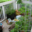 SwingCat123's Edible Patio Container garden