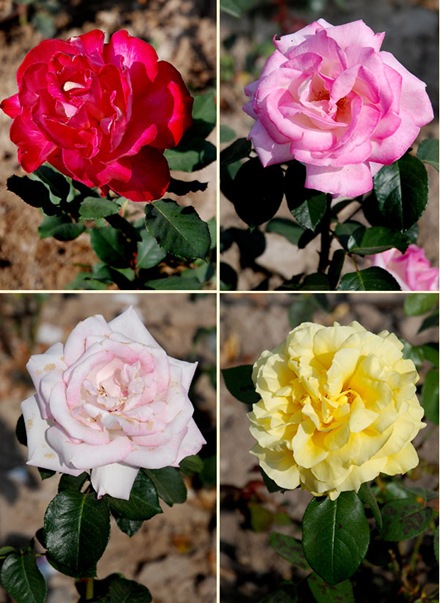 rose4 rose4
