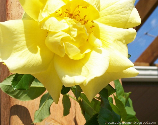 [Yellow Rose[5].jpg]