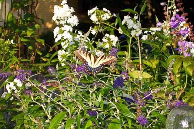[Swallowtail Butterfly in Late Summer Garden[5].jpg]
