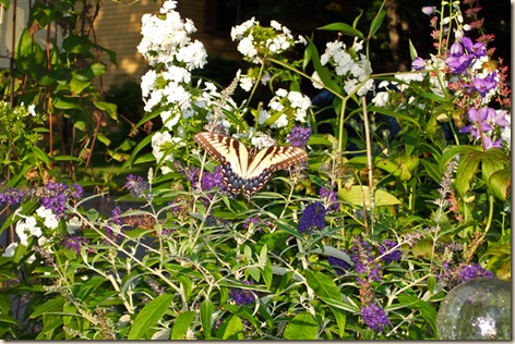 Swallowtail Butterfly in Late Summer Garden