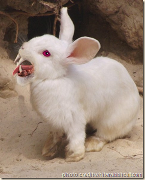 plant eating rabbits 