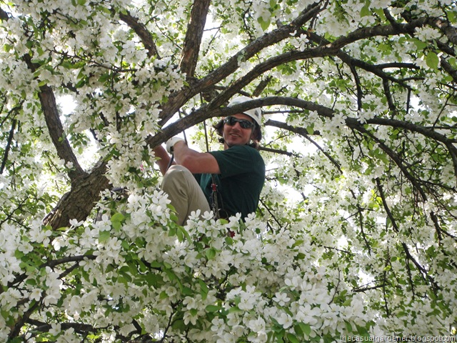 [Tony Trimming Tree[8].jpg]